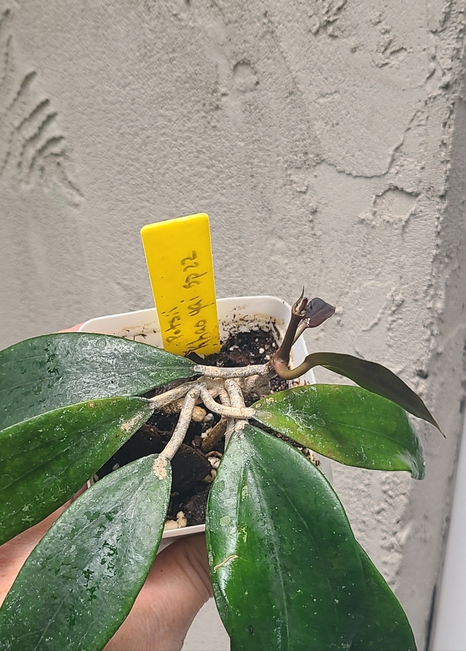 Hoya Pottsii Kai Yai Sp 22